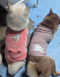 ペットレンタカーⓇとは