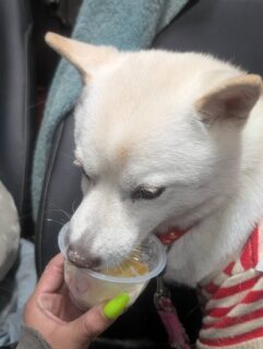 もぐもぐみぞれちゃん🐾