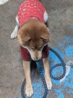 やる気ふぶきくん🐾