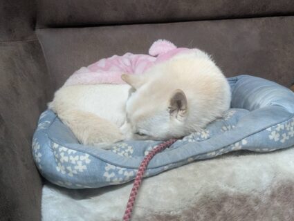 あらレン！のサービスについて💡