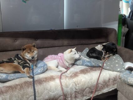 呆れみぞれさん🐾