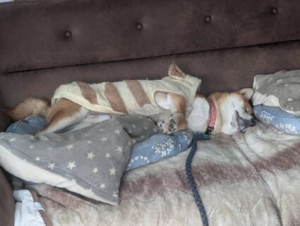 爆睡ふぶきくん🐾