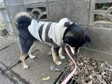 お散歩中の1シーン🐾