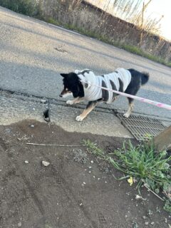 帰らない！！🐾