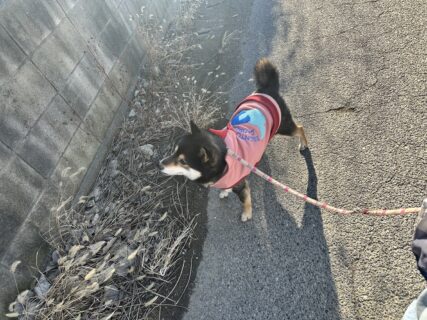 何かいる…？🐾