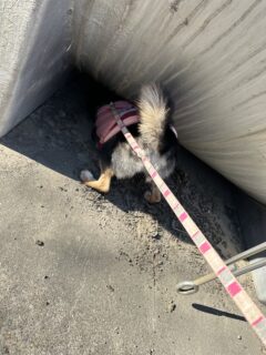 おてんばあられちゃん🐾