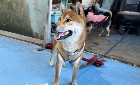 ペットレンタカーⓇとは