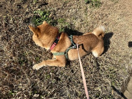 あらレン！のサービスについて💡