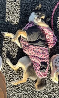 まだ撫でてくれるよね？🐾