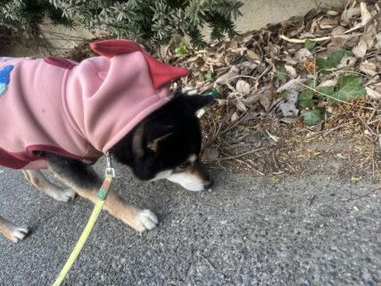 おちゃめなあられちゃん🐾