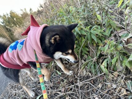 かわいいおくち🐾