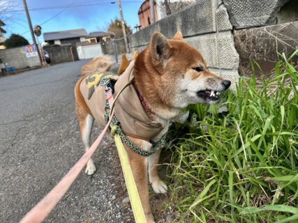 むしゃむしゃ🐾