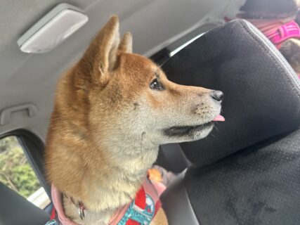 おすすめおでかけスポット📍