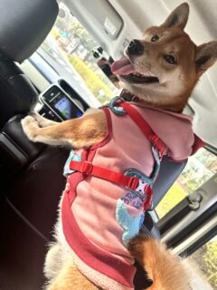 お車のご紹介🚗