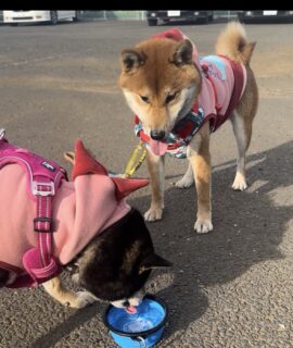 ごくごくタイム🐾