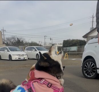 ボーロキャッチ🐾