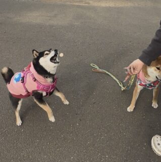 ボーロキャッチ成功Ver.🐾