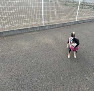 え？帰る？？🐾