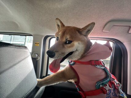 ペットレンタカーⓇとは