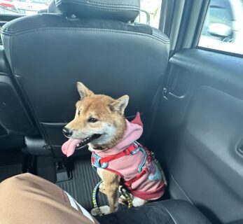 お車のご紹介🚗