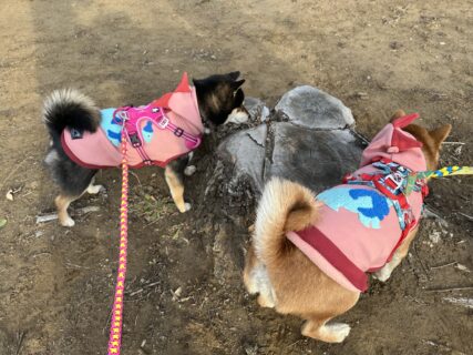 あらレン！のサービスについて💡