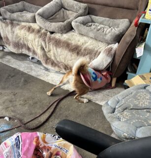 おやつ！！！🐾