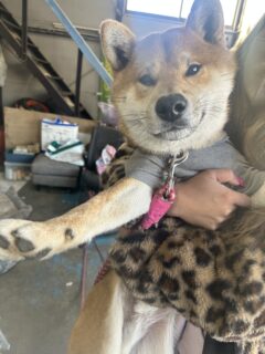 ぼくふぶきくん🐾