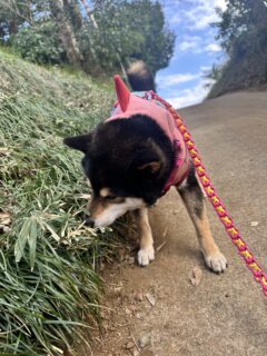 お車のご紹介🚗