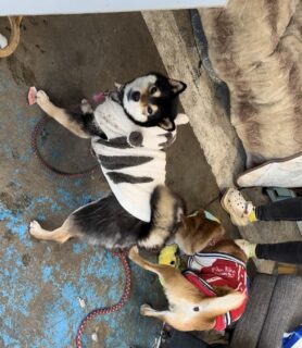 おもちゃより…🐾