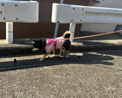 お車のご紹介🚗