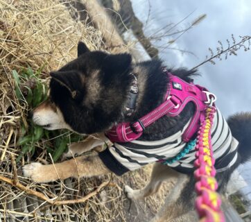 ペットレンタカーⓇとは