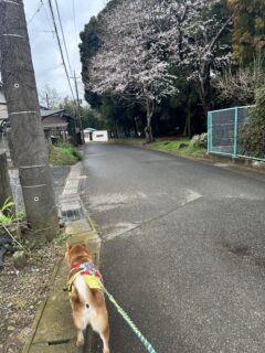春らしい？🐾