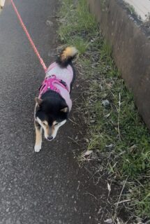 止まらないしっぽ🐾