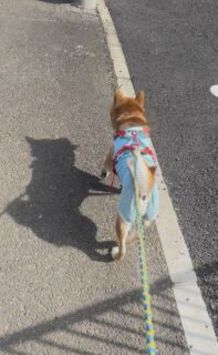 ばぶふぶきくん🐾