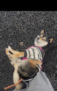 うれしいうれしい🐾