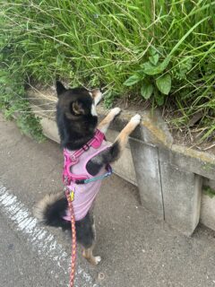 あられチェック🐾