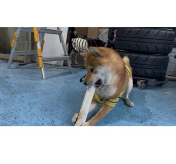 破壊神ふぶき🐾