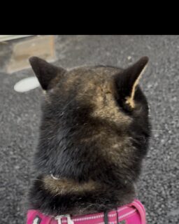 な〜でてっ🐾