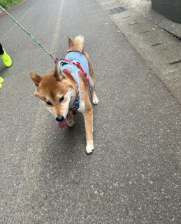 お車のご紹介🚗