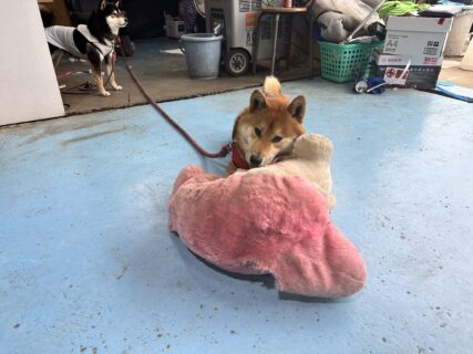 げんきげんきふぶきくん🐾