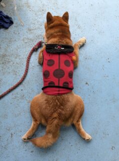 てんとうむし🐾