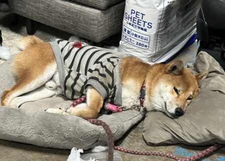 おすすめおでかけスポット📍