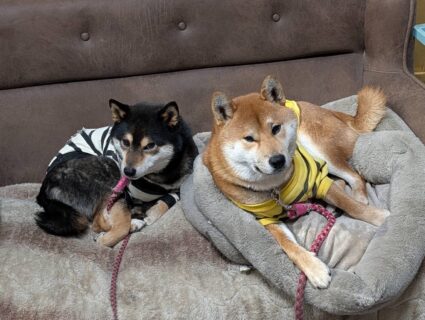 ねむ🐾