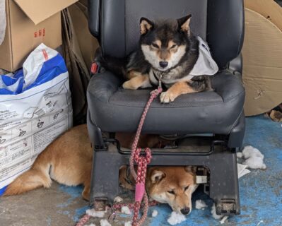 反省中？🐾