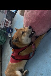 かみかみ🐾