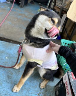 べろん🐾
