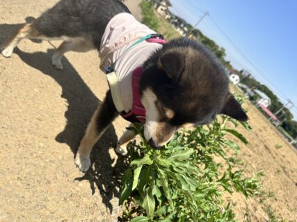 葉っぱ選び🐾
