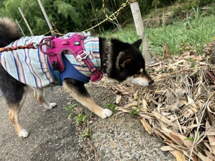 お車のご紹介🚗