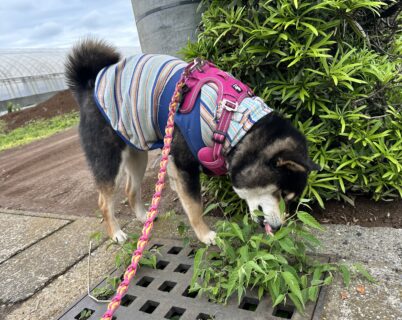 🐾