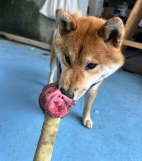 🐾